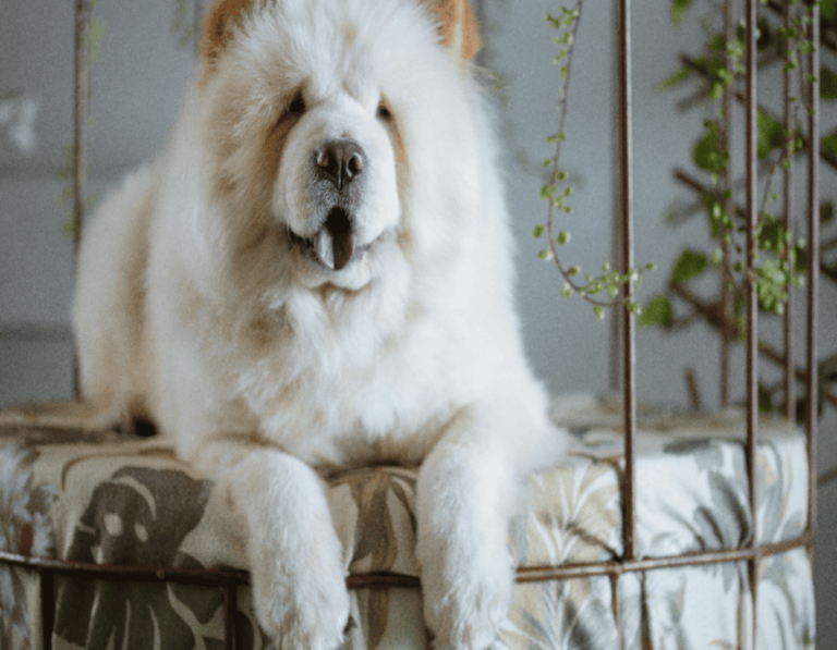 10 Dogs That Are Not Suitable as Family Pets