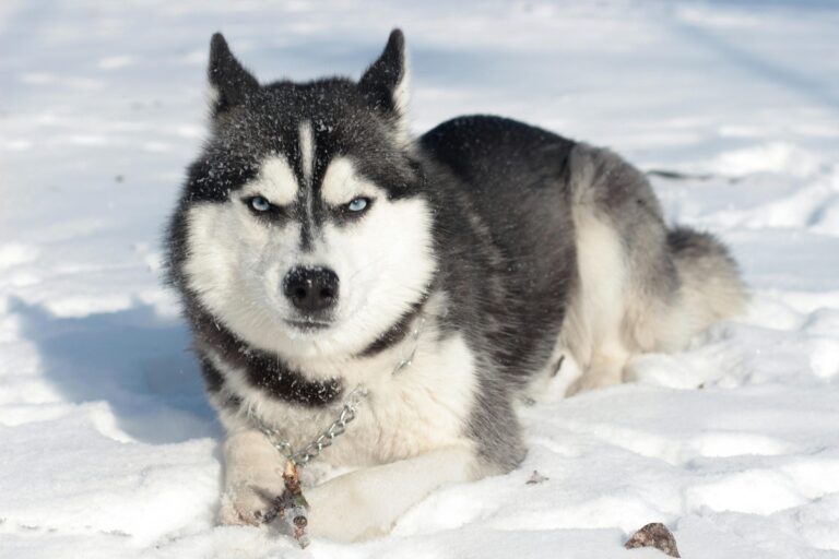 10 Dog Breeds That Should Not Be Kept Indoors