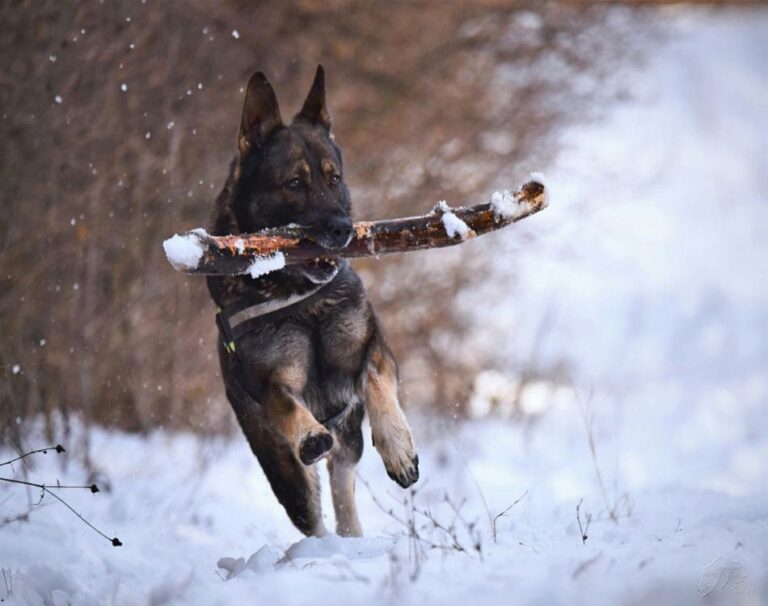 13 Dog Breeds That Can Survive in the Wild