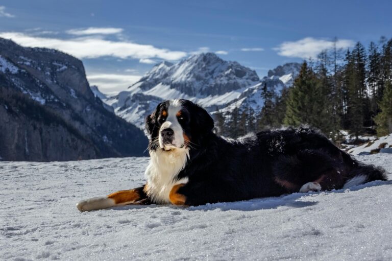 11 Dogs With Survival Instincts Stronger Than Wolves