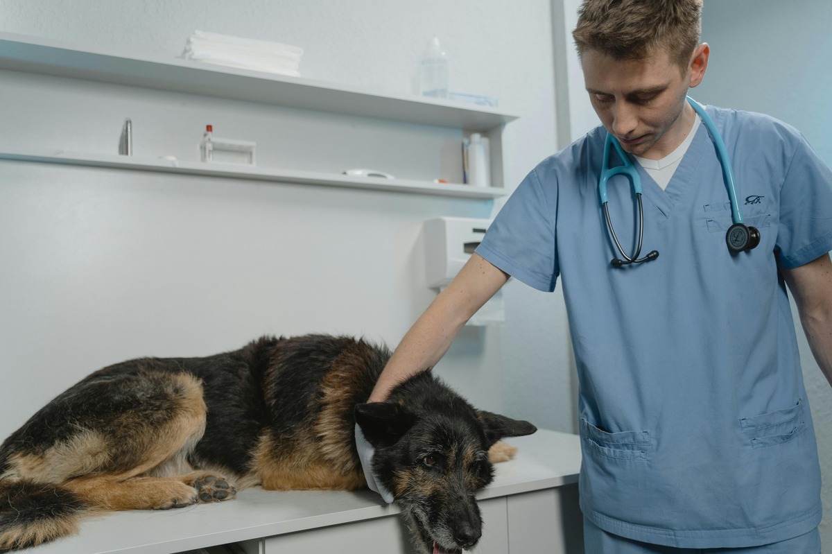 12 Dog Breeds Most Used for Animal Testing - Cats and Dogs Today