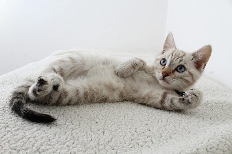 6 Signs That Your Cat is Happy (And 6 Signs of Distress)