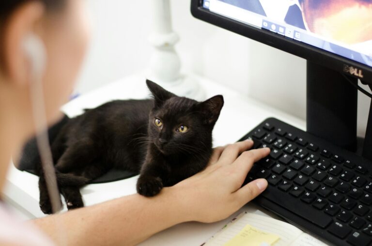 7 Most Independent Cat Breeds Great for Busy People