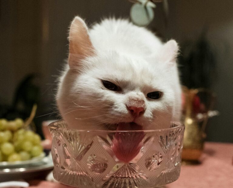 10 Most Expensive Pets Only The Rich Can Afford