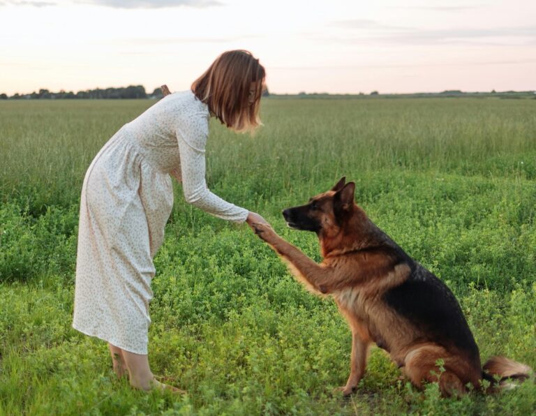 12 Reasons Why You Should Not Adopt a German Shepherd Puppy