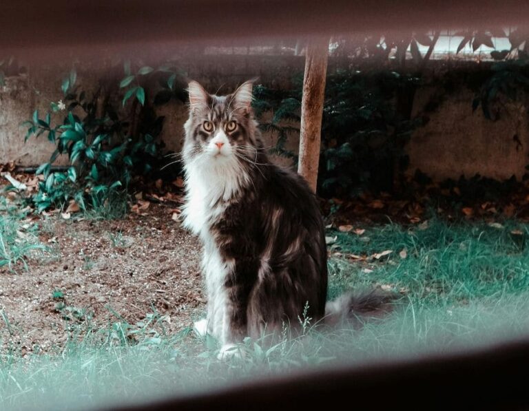 10 Reasons Not to Get a Maine Coon Kitten
