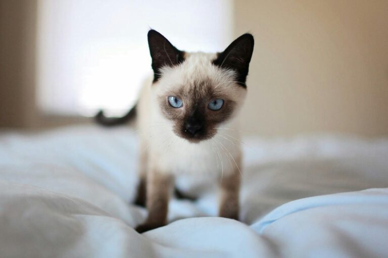 10 Cat Breeds With Sensitive Souls