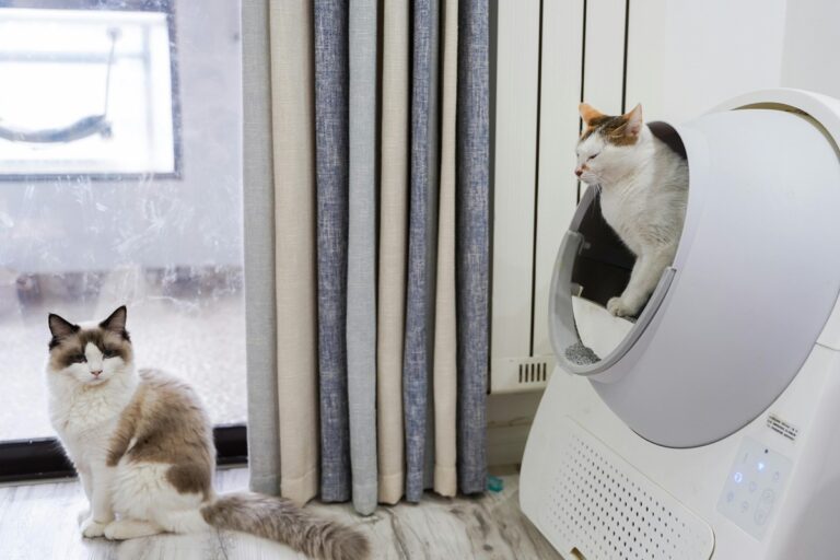 How to Train Your Cat To Use The Litter Box in 11 Simple Steps