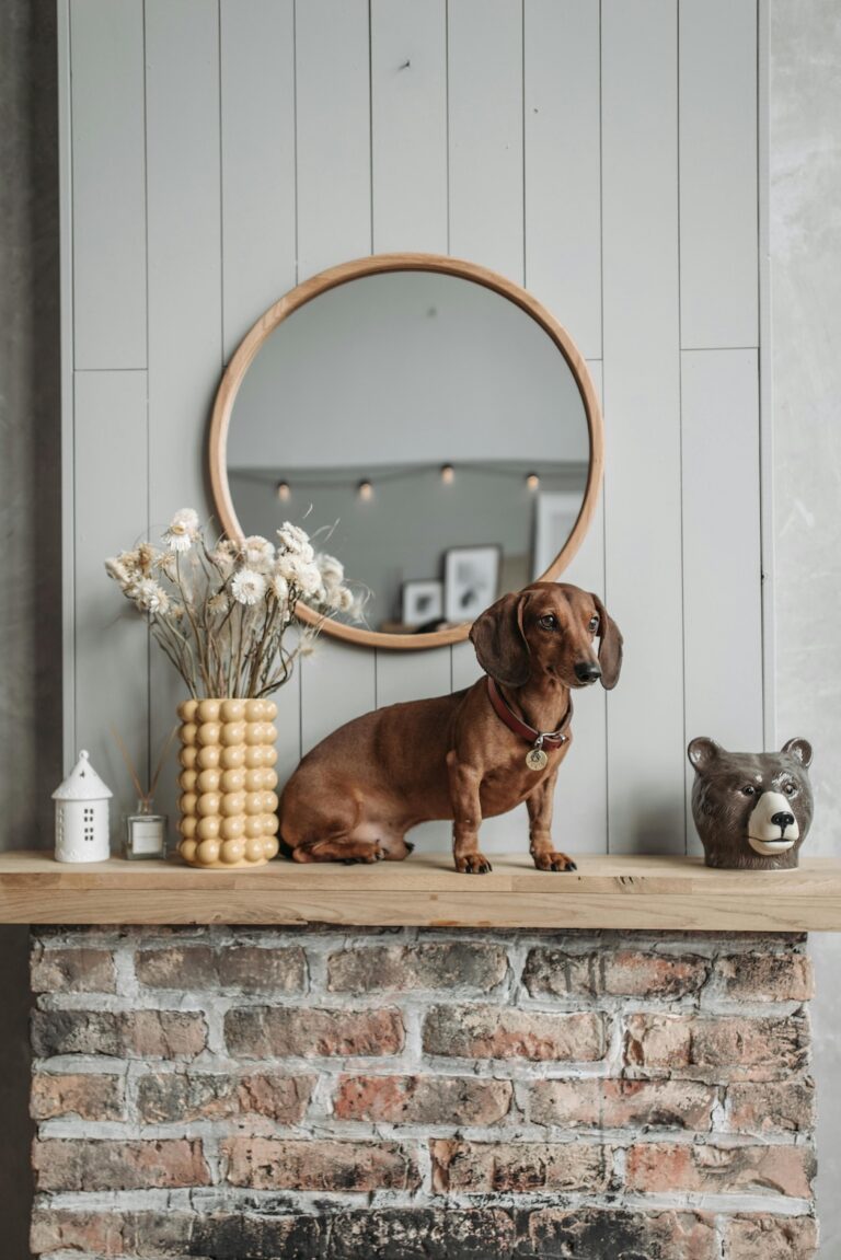 12 Reasons Why You Should Not Adopt a Dachshund Puppy