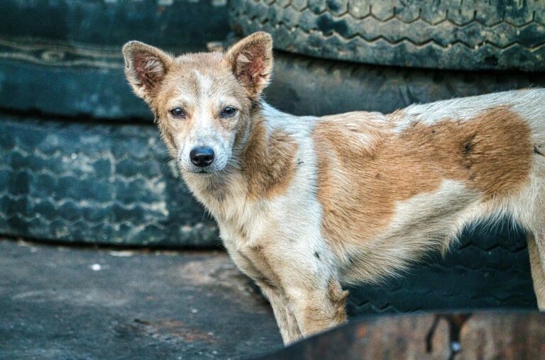 10 Reasons Why California Is Being Overrun by Stray Dogs