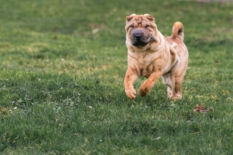 9 Rare Dog Breeds You Have Probably Never Heard Of