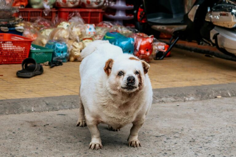 10 Unique Dog Breeds You’ve Probably Never Heard Of
