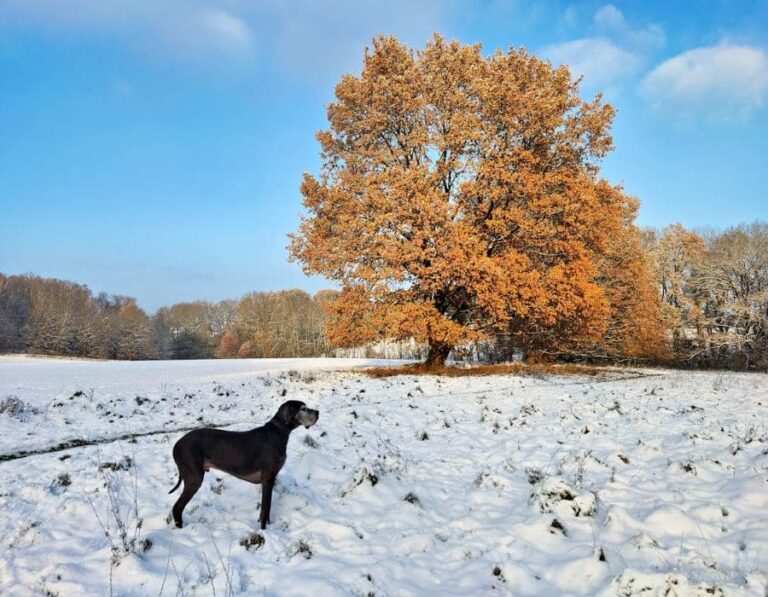 12 Common Great Dane Myths You Shouldn’t Believe