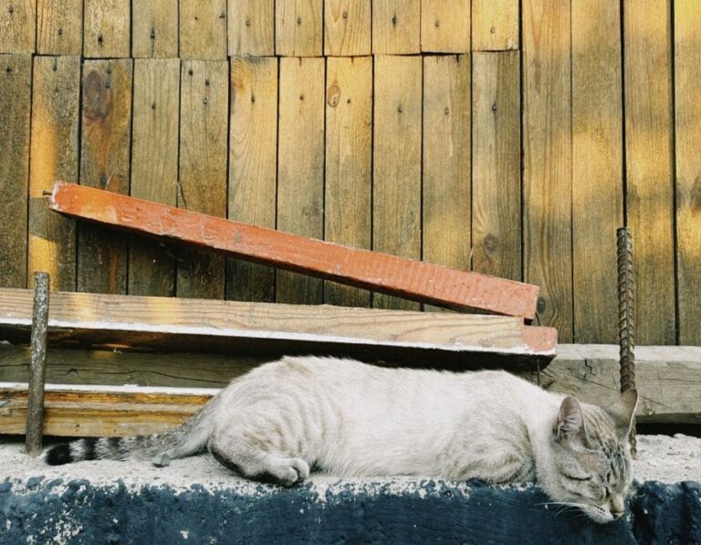 What Happens To Unadopted Cats in the Shelter?