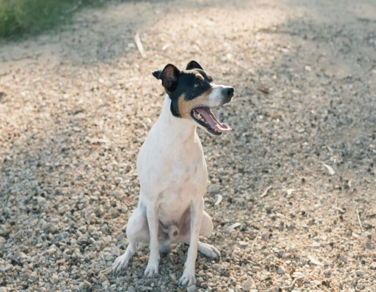 11 Things To Know Before Deciding to Adopt a Mutt