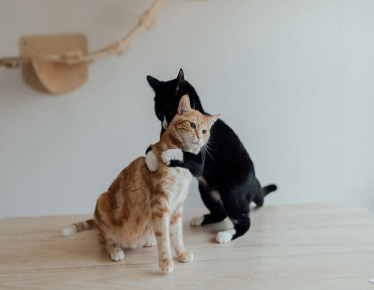 Managing Multiple Cats? Avoid These 9 Rookie Mistakes