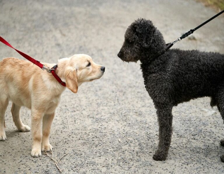 12 Dangerous Behaviors of Off-Leash Dogs You Can’t Ignore