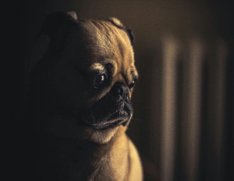 10 Methods to Spot a Bad Dog Owner