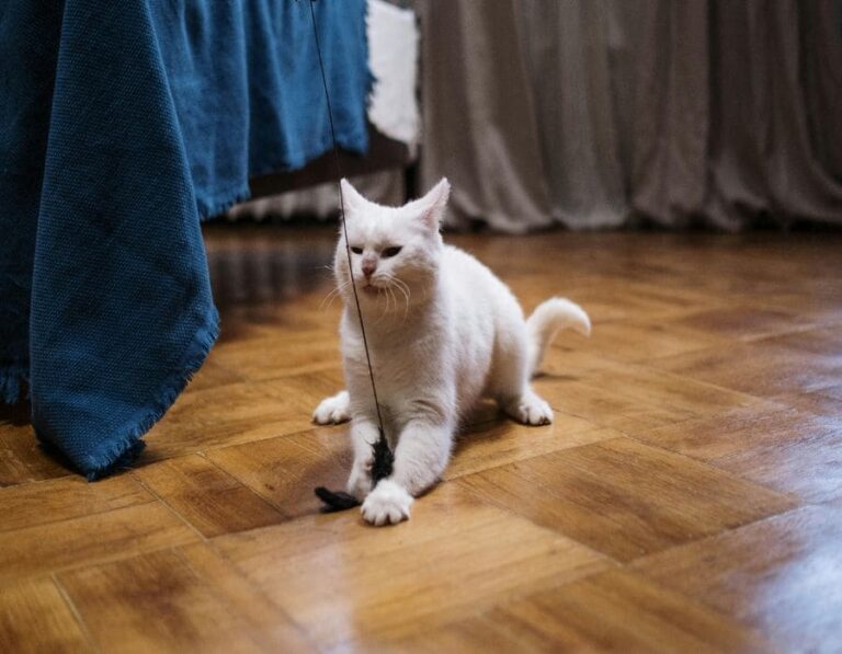 12 Genius Ways to Keep Your Indoor Cat Fit