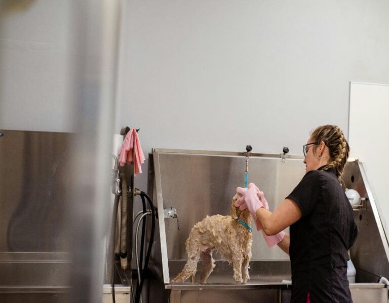 12 Bathroom Safety Mistakes Dog Owners Must Avoid
