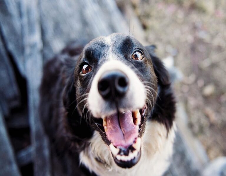 11 Things To Know Before Deciding to Adopt a Stray