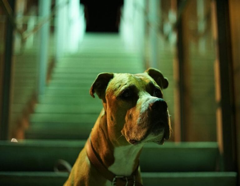 12 Hidden Reasons Behind Your Dog’s Nighttime Shenanigans
