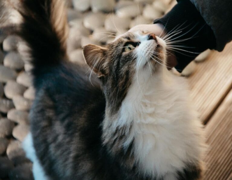 12 Things Vets Wish You Knew About Cats