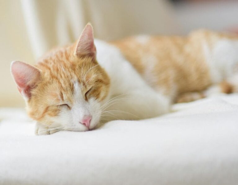 12 Mind-Bending Cat Sleeping Positions Decoded
