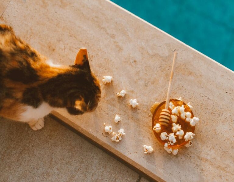 12 Household Items That Are Dangerous to Cats