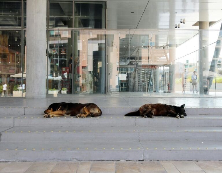 Where Do Stray Dogs Spend The Night? 9 Surprising Spots
