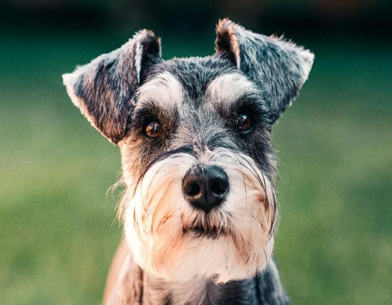 12 Silent Signs Your Dog Is Mad at You