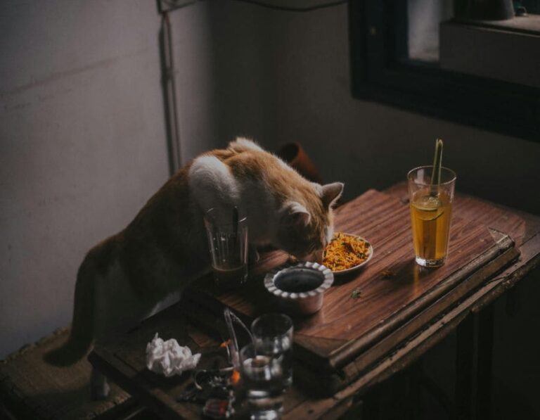 13 Alarming Signs of Food Addiction in Cats