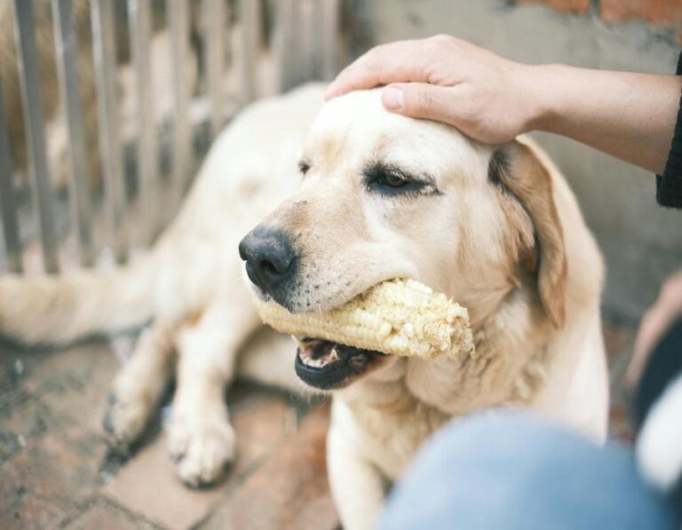12 Household Items That Are Dangerous to Dogs