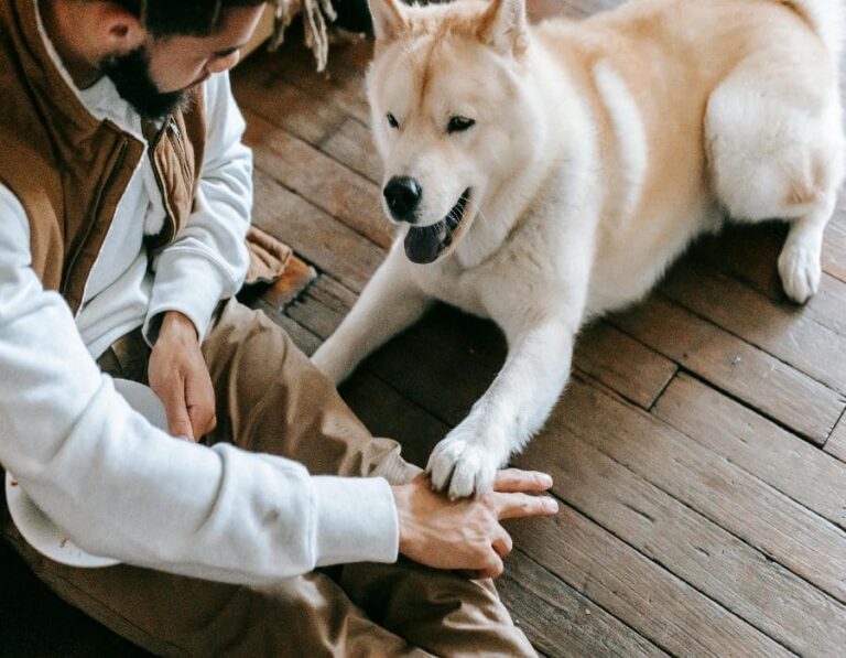 12 Sneaky Signs Your Dog Is Jealous