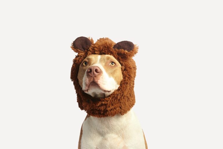 12 Things Vets Wish You Knew About Dogs