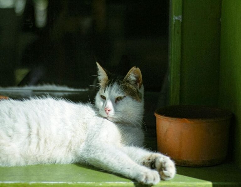 10 Cat Breeds Adapted to Hot Arid Environments