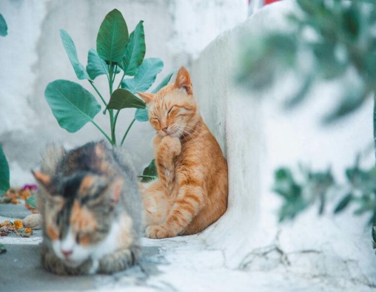 Where Do Cat Breed Names Come From? The Origins of 12 Popular Breeds