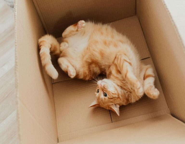 Traveling with Cats: 10 Tips for a Stress-Free Journey