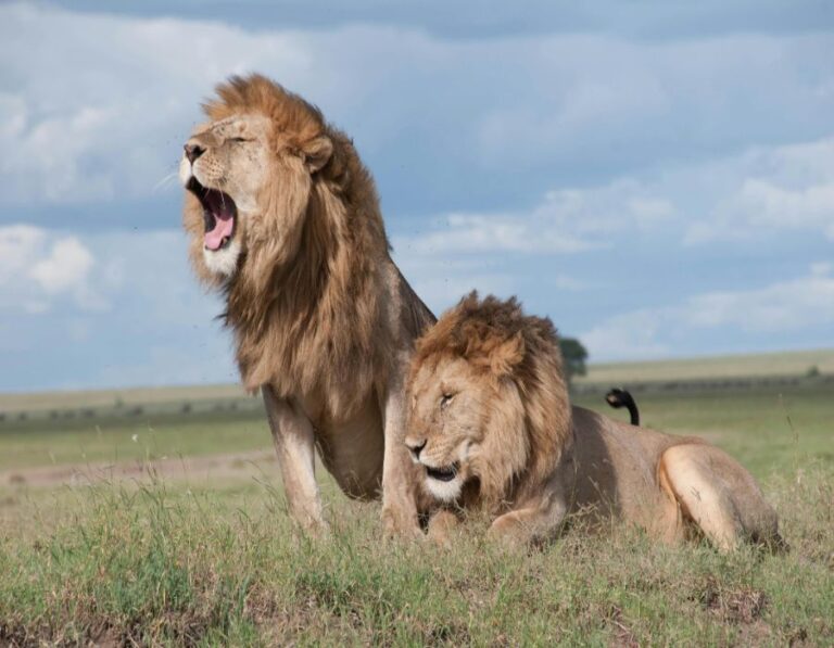 8 Rare Big Cats That Are on the Brink of Extinction