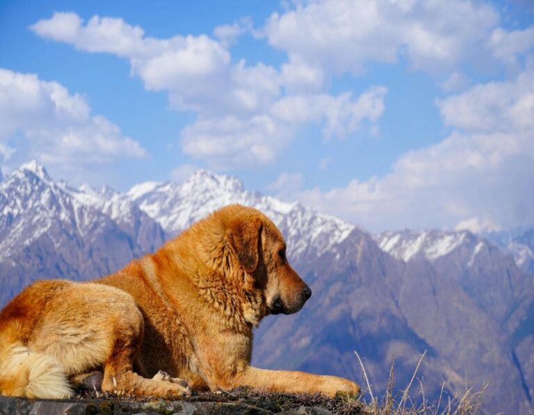 10 Dog Breeds That Can’t Stand Hot Climates