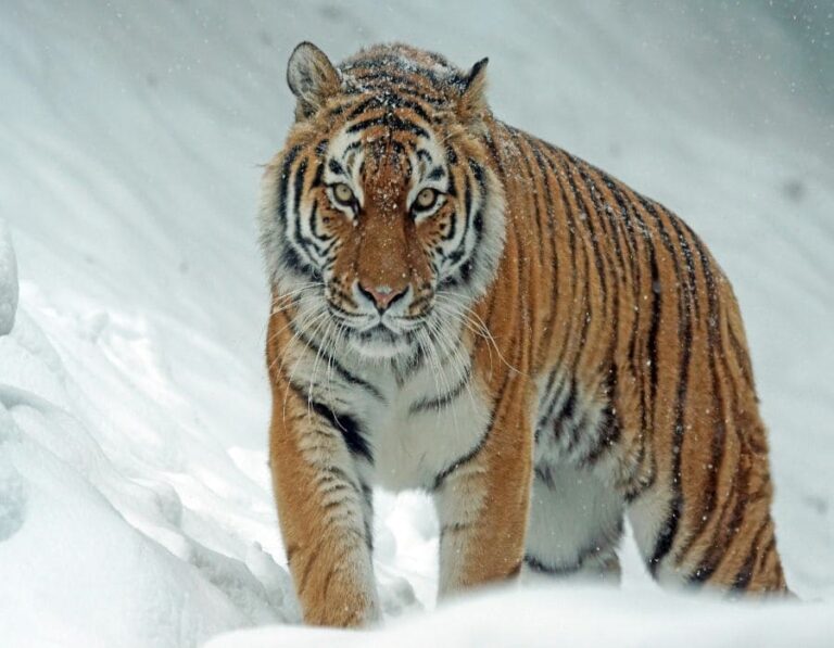 8 Big Cats So Rare, They’re Almost Ghosts of the Wild