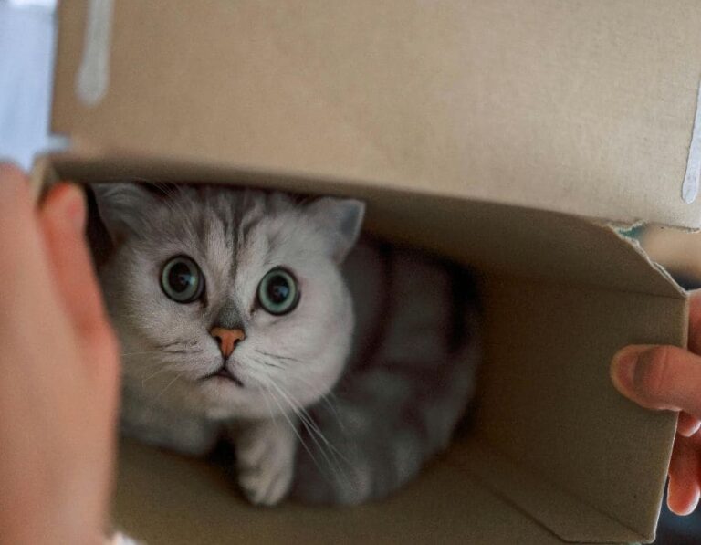10 Ways To Help A Cat Adjust After Emotional Trauma