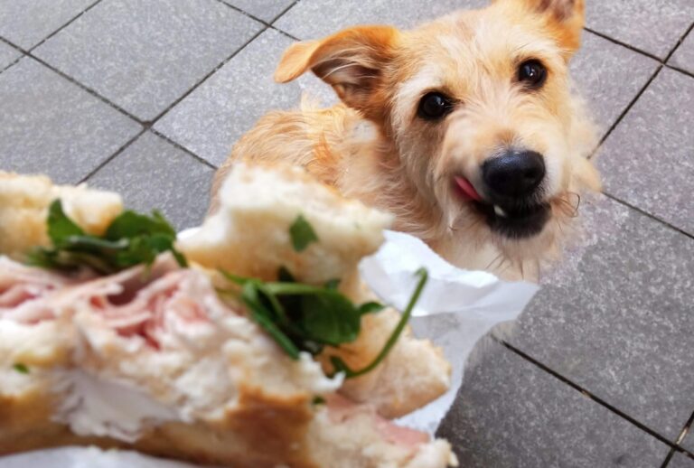 12 Common Items That Are Poisonous to Puppies