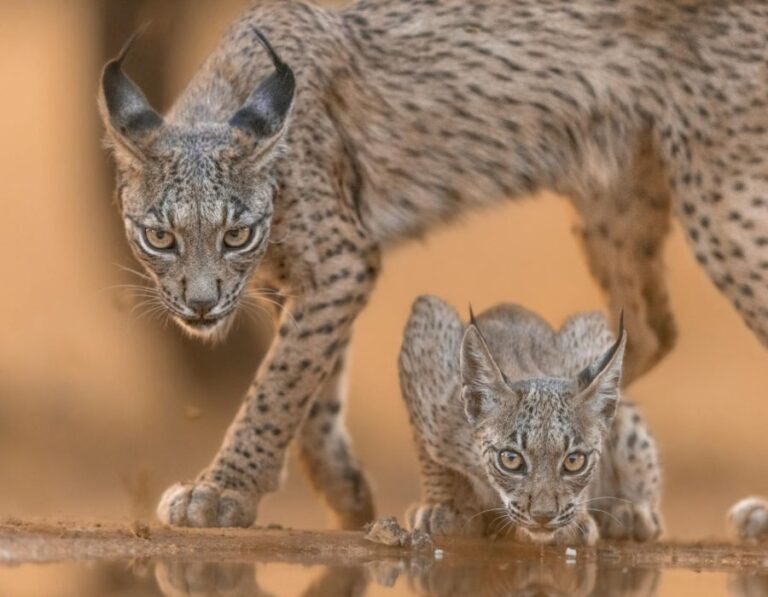 10 Big Cats With the Most Elusive Hunting Pattern
