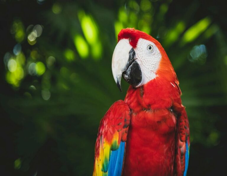 12 Exotic Pets That Are Legal in the US
