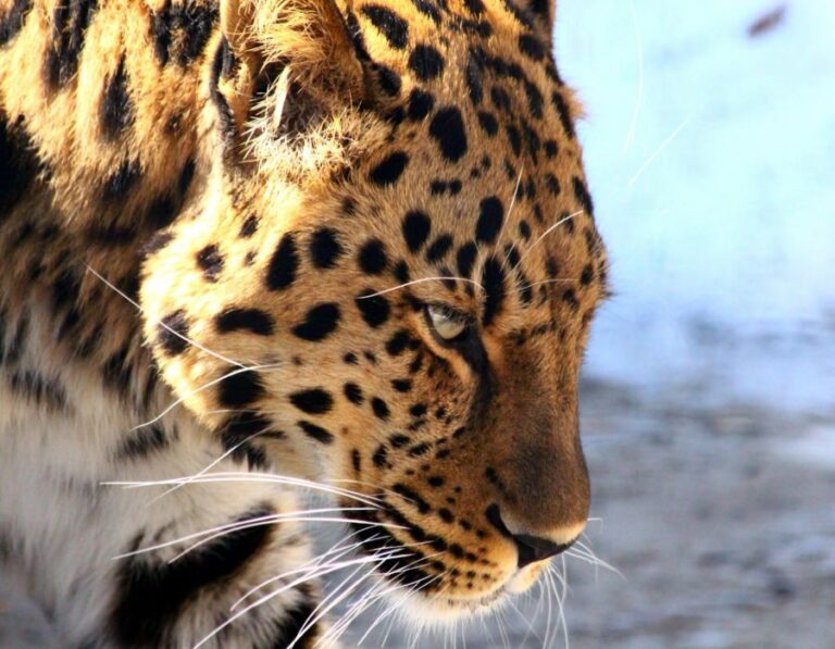 12 Big Cat Species With the Most Unique Adaptations