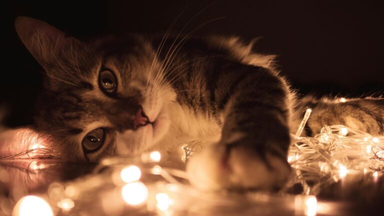 10 Fascinating Things Your Cat Does While You’re Sleeping