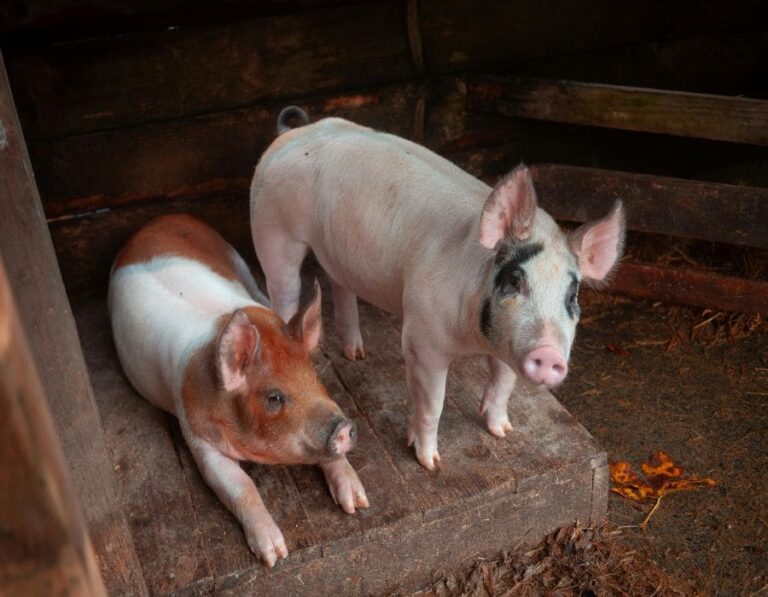 8 Reasons Why Pigs Are Smarter Than Dogs