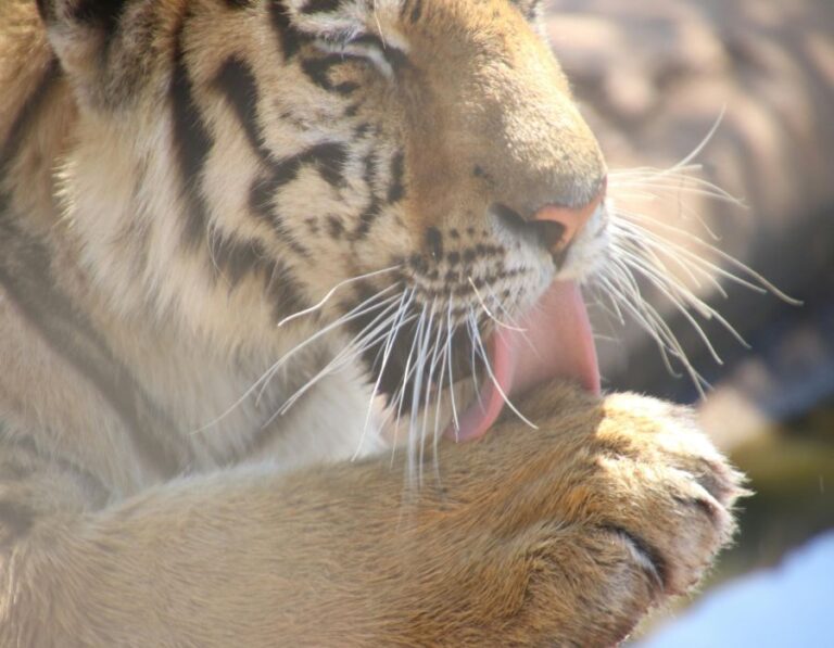 10 Big Cats Ranked by Strength