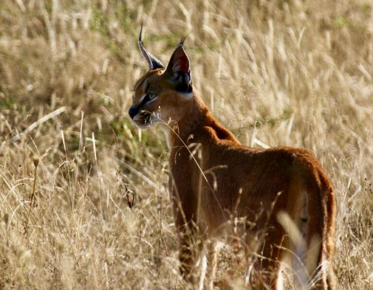 8 Astonishing Facts About Caracal: A Vicious Member of the Wild Cat Family